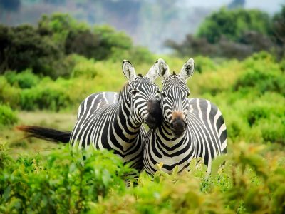 Wyprawa TANZANIA i ZANZIBAR — EGZOTYCZNA UCIECZKA DO RÓWNIKA