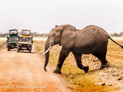 Wyprawa KENIA – SAFARI